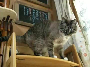 手作りキャットウォークに猫じゃらしで誘う