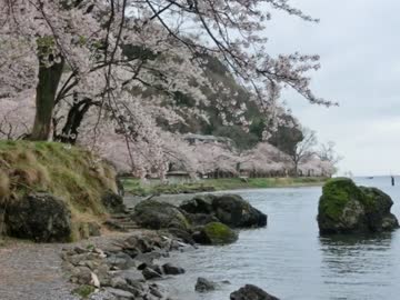 海津大崎の桜