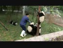20150413 AM0901 月亮産室 椅子を持って来た飼育員が木の上にいる七巧（チーチャオ）を母パンダのところへ連れて行こうとする。成就（チェンジュウ）と毛笋（マオスン）が邪魔しに来た。