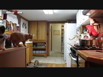 おいおいおまえたちジャンプの達人じゃないのか？ジャンプ失敗ネコ