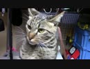 【生後361日】きょうの仔猫【蒼民家の猫々】