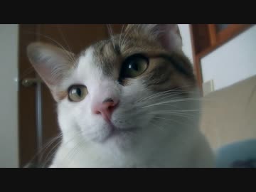 高画質vs猫