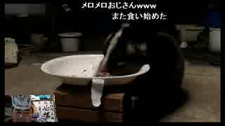 ハクビシンが来た!!(2015.04.16)