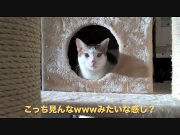 保護猫カフェ行ってきた@川越