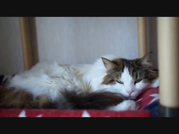 【#384】 穏やかな猫達　【猫万歳】