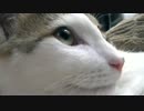 こたつvs猫