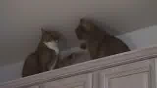 ケンカする猫。
