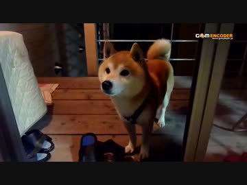散歩行きたいと懇願する柴犬　ごんべぇ
