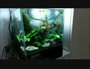 アクア提督と歩く水槽飼育記録　その6　GHD水槽メンテナンス編