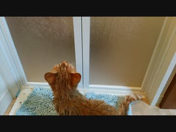 【拾い猫】パパにお風呂に入れられる。