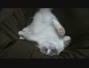 モコモコ動画part9