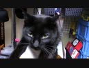 【生後362日】きょうの仔猫【蒼民家の猫々】