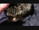 【生後360日】きょうの仔猫_B【蒼民家の猫々】