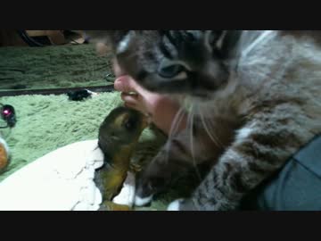 ジャンくんあぐら抱っこまで秒読み　その４