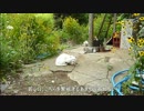 とある田舎の猫事情　～未公開映像放出～　2014年8月16日編