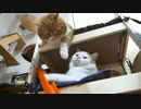 【マンチカンズ】自動猫じゃらしに興奮するマンチカン一家