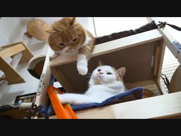 【マンチカンズ】自動猫じゃらしに興奮するマンチカン一家