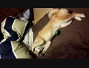 柴犬　寝起きでうにゅにゅ～