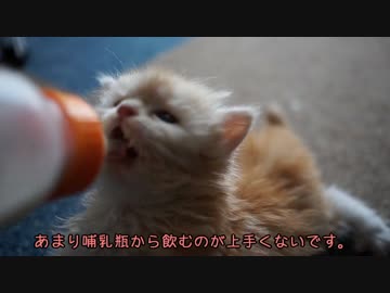 【#385】 ゆずの朝※排泄映像有※　【猫万歳】