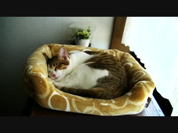 タイムラプスvs猫