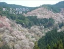 花吉野～桜の舞～