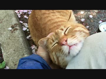 公園の茶トラ猫、モフられて至福の表情を浮かべる