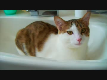 洗面所vs猫