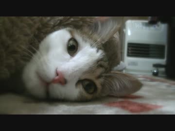 睡魔vs猫