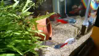 湧水水槽への道 Part2（続・外掛けフィルター編）