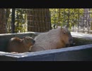 カピバラ歳の差カップル 「もうちょっと落ち着いて、つかりなさい」