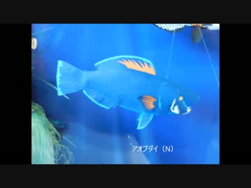 藻場の生物（切り折り紙・立体切り紙）　とある駅の展示の思い出