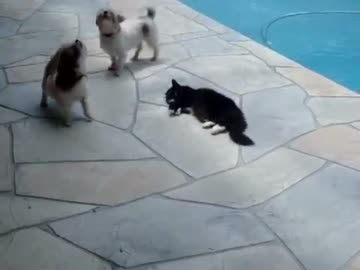 猫が子犬に昼寝の邪魔をされた結果