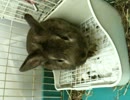 IMG_0012.MOV
