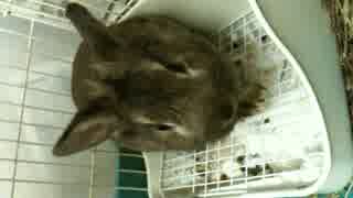 IMG_0012.MOV