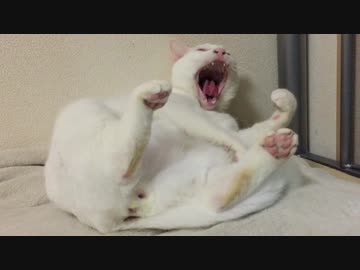 【宇宙猫】保護猫、主に寝起きωサプライズを仕掛ける