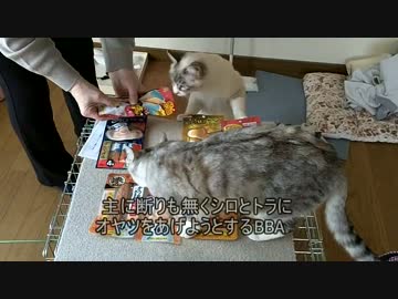 猫コンテスト2015の商品が来た