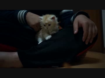 【#386】 おっさんとゆず　【猫万歳】