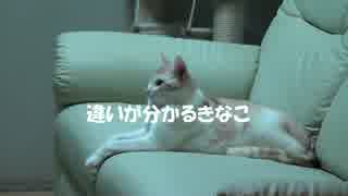 違いの分かる猫　きなこ