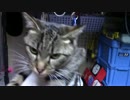 【生後364日】きょうの仔猫【蒼民家の猫々】