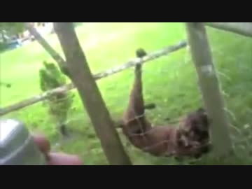 警官がフェンスに引っかかった犬を助ける→誰も予想しない展開に