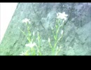 下川みくに　【たった、ひとつの】