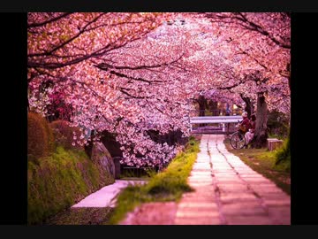 【オリジナル】桜の香り【BGM】
