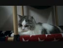 【#387】 ぬっこり　【猫万歳】
