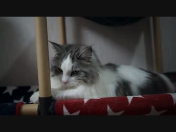 【#387】 ぬっこり　【猫万歳】