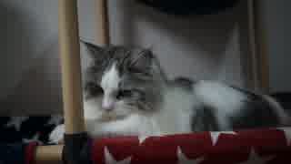 【#387】 ぬっこり　【猫万歳】