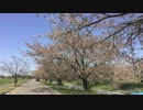 【風の音】春の嵐【バイノーラル】