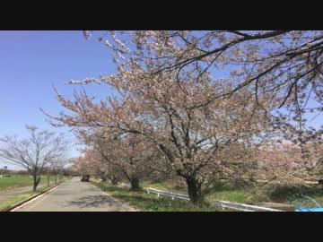 【風の音】春の嵐【バイノーラル】
