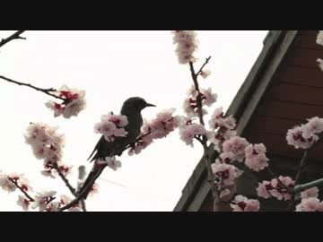 【バイノーラル】春の庭を散歩。おまけもあるよ