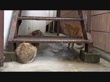 猫時空の家庭内修羅場！出産直後の母猫VSボス茶トラ猫