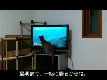 【拾い猫】テレビ大好きシェリル(ママの一人語り)